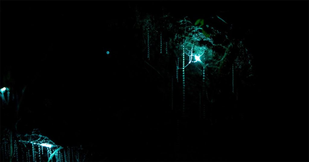 Glowworm Caves, Waitomo